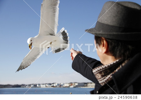 海鳥と男性 海鳥と男性 24590638