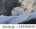 北極グマ 24590640