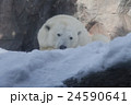 北極グマ 24590641