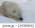 北極グマ 24590642