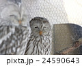 ふくろう 24590643