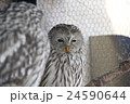 ふくろう 24590644