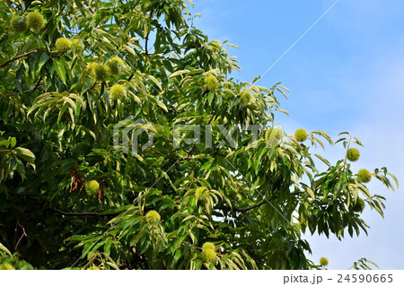 栗の木 24590665