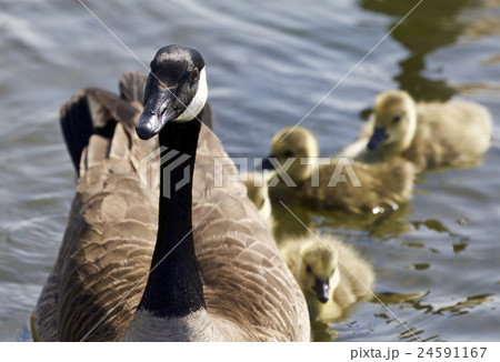 Cute family of Canada geese are swimming together 24591167
