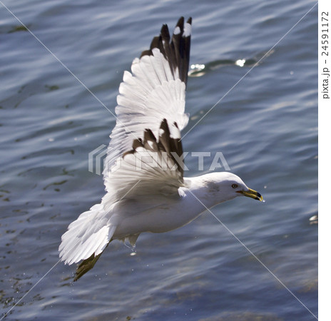 Picture of a gull flying near the water Picture of a gull flying near the water 24591172