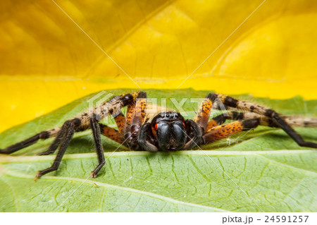 Spider on green leaf Spider on green leaf 24591257