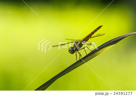 Dragonfly perched on a blade of grass. 24591277