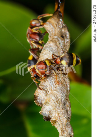 Wasp builds a nest Wasp builds a nest 24591278