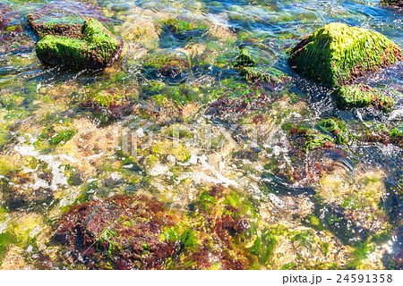 Rocks and green algae under water 24591358
