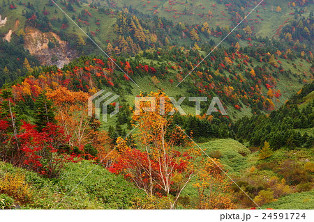 志賀高原の紅葉 志賀高原の紅葉 24591724