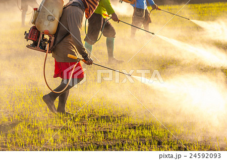 farmer spraying pesticide in the rice field 24592093