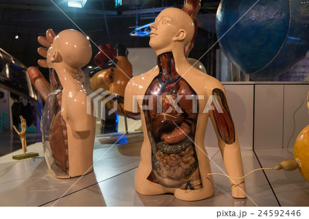 human anatomical model, biology science 24592446