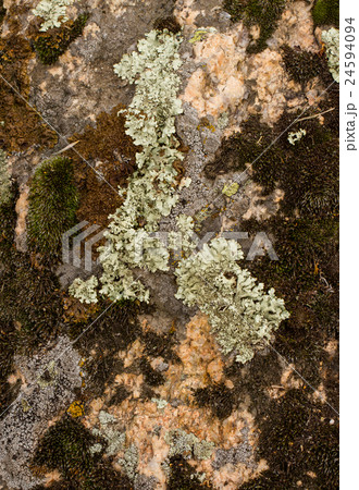 Light and dark lichen. Light and dark lichen. 24594094