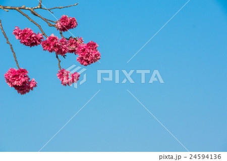 桜 さくら サクラ 24594136