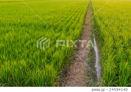 たんぼ 田んぼ 田圃 24594140