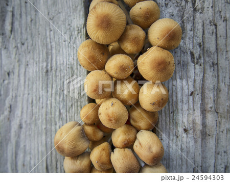 Group of mushrooms 24594303