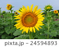 ひまわり 24594893