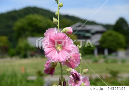 立葵 立葵 24595195