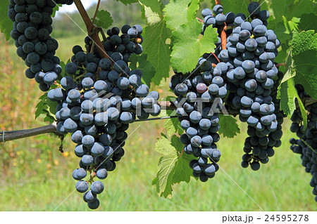 ワイン用ブドウ カベルネ・ソーヴィニヨン ワイン用ブドウ カベルネ・ソーヴィニヨン 24595278