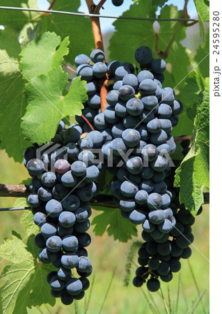 ワイン用ブドウ カベルネ・ソーヴィニヨン ワイン用ブドウ カベルネ・ソーヴィニヨン 24595280