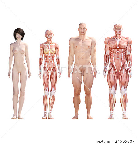 男女 解剖 筋肉 ３dcg イラスト素材のイラスト素材