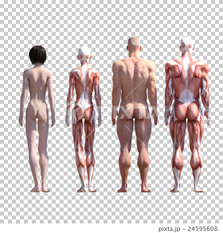 Male and female dissection muscle 3DCG illustration material 24595608