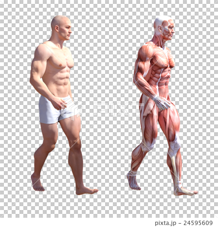 Male anatomy muscle 3DCG illustration material 24595609