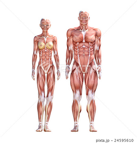 男女 解剖 筋肉 ３dcg イラスト素材のイラスト素材