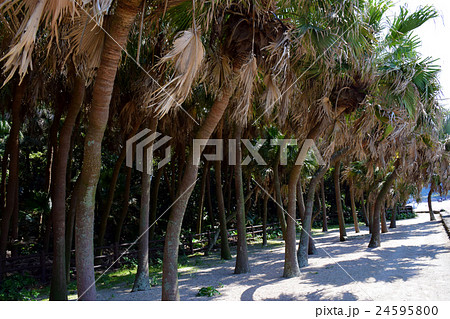 青島と青島神社 （宮崎県宮崎市） 24595800