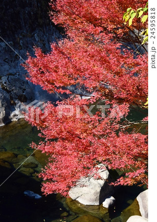 祝子川の紅葉と大崩山 24595818