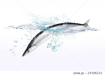 秋刀魚 24596232