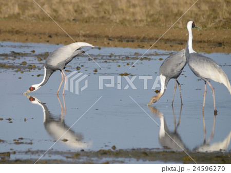 出水市の鶴 24596270