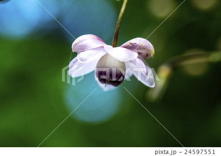 レンゲショウマ 24597551