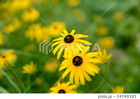 ルドベキア 24599185