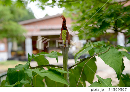 マグシグサの実緑の実 24599597