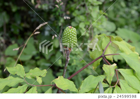 マムシグサの実 24599598