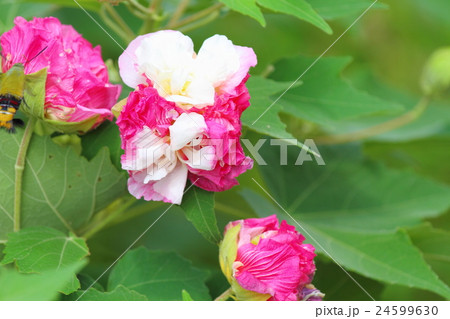 スイフヨウの花 スイフヨウの花 24599630