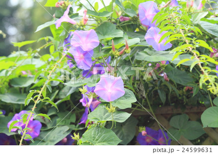 アサガオの花 24599631