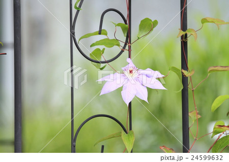 クレマチスの花 クレマチスの花 24599632