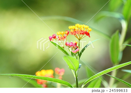 初秋の小花 初秋の小花 24599633