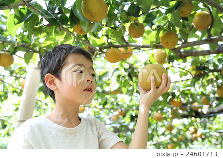梨狩りを楽しむ子ども 24601713