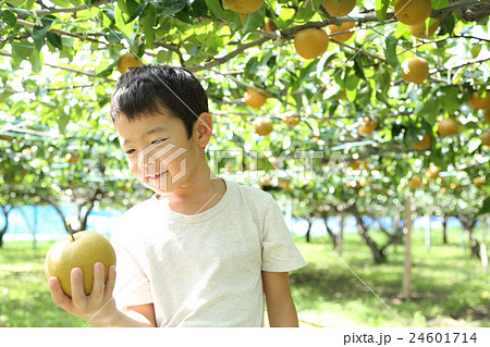 梨狩りを楽しむ子ども 梨狩りを楽しむ子ども 24601714