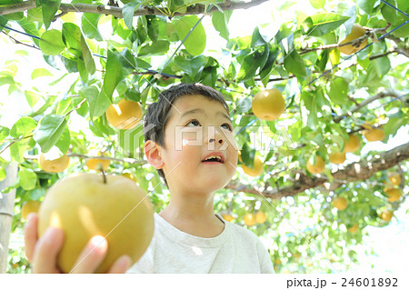 梨狩りを楽しむ子ども 梨狩りを楽しむ子ども 24601892
