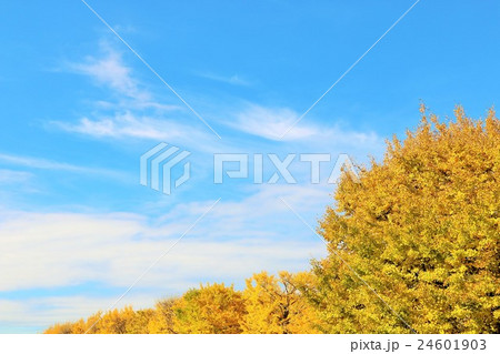 秋の小春日和　鮮やかな銀杏並木 24601903