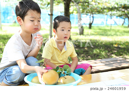 梨園で梨をたべる子供 24601959