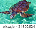 ウミガメ 24602624