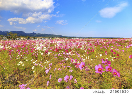 花 諫早湾干拓地100万本のコスモス畑の写真素材