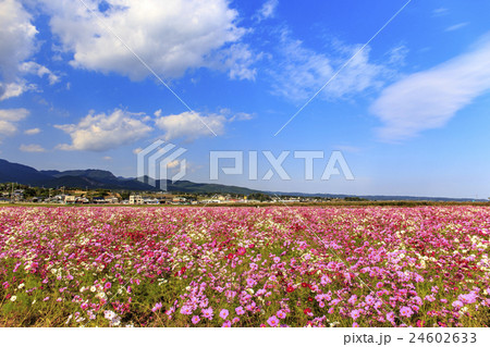 花　諫早湾干拓地100万本のコスモス畑 24602633
