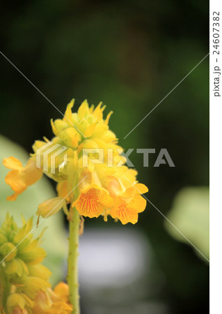 キバナツノゴマ キバナツノゴマ 24607382