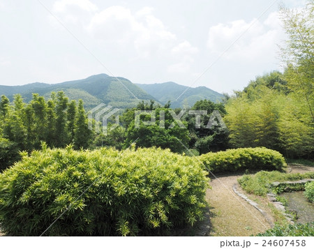 北九州　合馬竹林公園の春 24607458